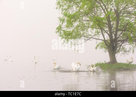 Höckerschwäne im Nebel, Kent Lake, Milford, Michigan Stockfoto