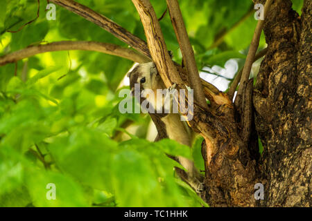 Ein finlayson Eichhörnchen oder Variable Eichhörnchen spielen auf Ästen in Bangkok City Park oder den Lumpini Park, Thailand Stockfoto