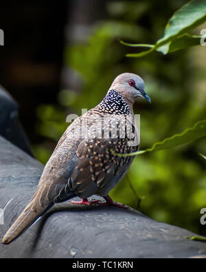 Der gefleckte Taube (Spilopelia chinensis) ist eine kleine und ziemlich lang-tailed Pigeon, dass es einen gemeinsamen Wohnsitz Zucht Vogel in seiner nativen Bereich auf Stockfoto