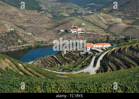 Auf quinta Gebäude inmitten üppiger Weinberge an einem Hang am Fluss im Douro Tal im Herbst Stockfoto