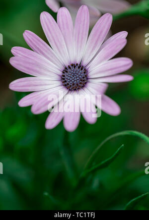 Schöne kleine Blumen im Park Stockfoto