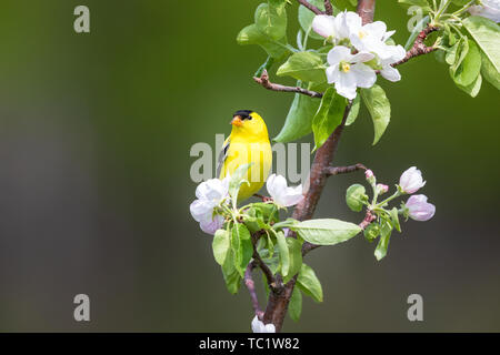 Männliche American Goldfinch in einem blühenden Apfelbaum in Nordwisconsin thront. Stockfoto