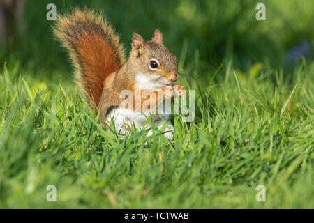 Weibliche Amerikanische rote Eichhörnchen im nördlichen Wisconsin. Stockfoto