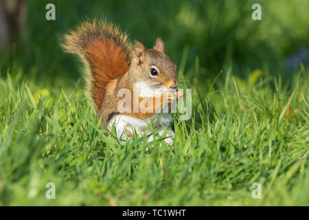 Weibliche Amerikanische rote Eichhörnchen im nördlichen Wisconsin. Stockfoto