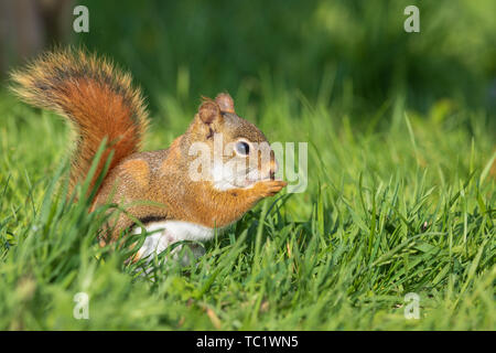 Weibliche Amerikanische rote Eichhörnchen im nördlichen Wisconsin. Stockfoto