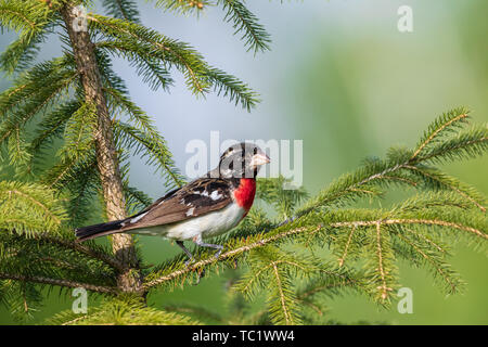 Unreife (1. Jahr) männlich rose-breasted Grosbeak in einem Baum Fichte thront. Stockfoto