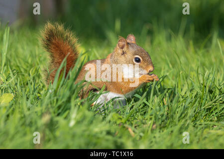 Weibliche Amerikanische rote Eichhörnchen im nördlichen Wisconsin. Stockfoto