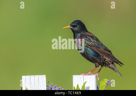 Männliche Europäischen Starling in Nordwisconsin. Stockfoto