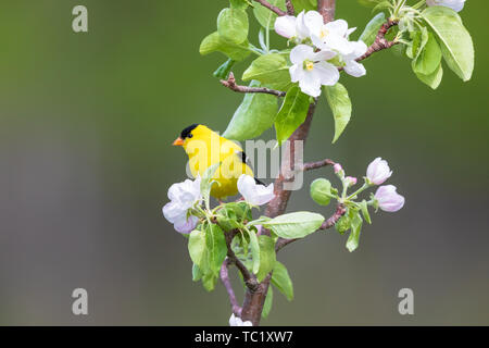 Männliche American Goldfinch in einem blühenden Apfelbaum in Nordwisconsin thront. Stockfoto