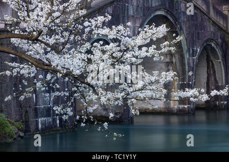 Kirschblüten am Fluss im Prince-au-Prince Bay Park, West Lake, Hangzhou Stockfoto