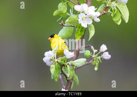 Männliche American Goldfinch in einem blühenden Apfelbaum in Nordwisconsin thront. Stockfoto