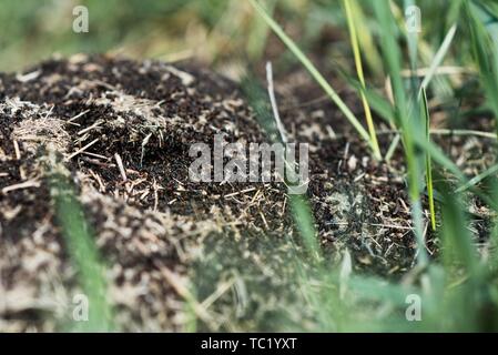 Ameisenhaufen in die Erde bei Boden- und grünen Pflanzen Stockfoto