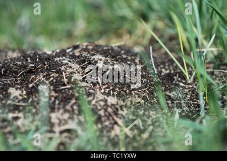 Ameisenhaufen in die Erde bei Boden- und grünen Pflanzen Stockfoto