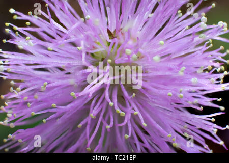 Makro der blühenden Mimosa pudica Blume Stockfoto