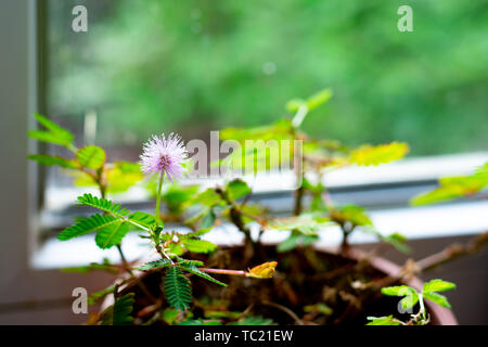 Rosa Mimosa pudica Anlage vor Fenster Stockfoto