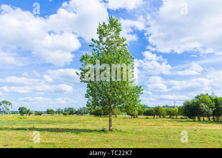 Grüner Sommer Wiese mit einem einsamen Baum. Stockfoto
