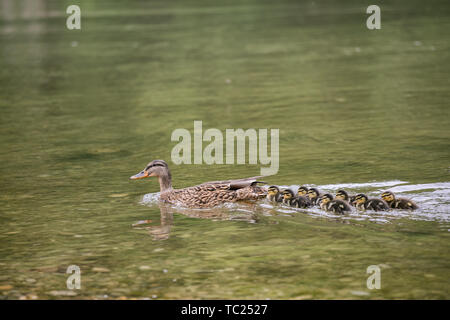 Entenküken folgenden Mutter Ente in einer Warteschlange einen Fluß überquert, Stockfoto