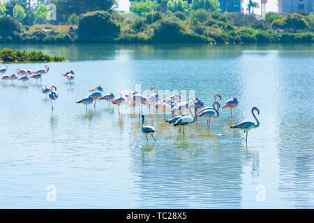 Einige Flamingos in der Saline von Calpe, Alicante, Spanien das Ausruhen, neben dem Apartment Gebäude, in der Nähe der Küste Stockfoto