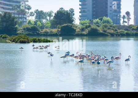 Einige Flamingos in der Saline von Calpe, Alicante, Spanien das Ausruhen, neben dem Apartment Gebäude, in der Nähe der Küste Stockfoto