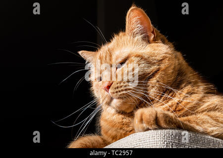 Orange Katze sitzt in der Sonne; der dunkle Hintergrund; Low Angle View Stockfoto