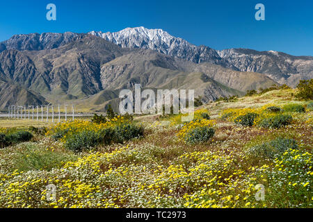 Spring wildflowers und der Windpark im San Gorgonio Pass in der Nähe von Palm Springs, Kalifornien, USA. Stockfoto