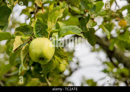 Grüne Äpfel auf einem Zweig bereit geerntet werden. Lecker Apfel Baum im sonnigen Sommertag Reif. Sie eigenes Obst Bauernhof mit Baum aus reifen Früchten. Lecker Stockfoto