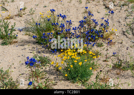 Feder Wildblumen blühen in den Joshua Tree National Park, Kalifornien, USA. Stockfoto