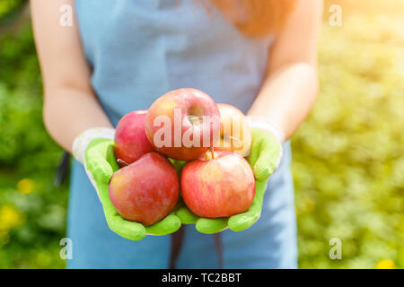 Bild der Frau in der Schürze mit Äpfeln in den Händen im Garten bei Tag ständigen Stockfoto