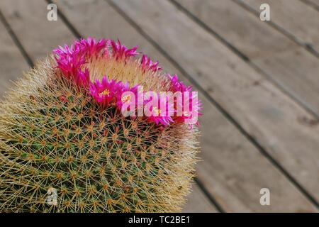 Nahaufnahme der Kaktus Mammillaria Haageana mit rosa kleine Blüten in Lanzarote gegen Holz- Hintergrund fotografiert. Stockfoto