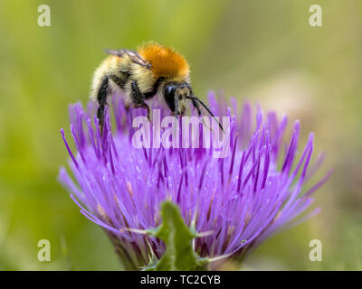 Große gelbe Hummel (Bombus distinguendus). Wilde Biene auf Wildflower essen Nektar im Naturschutzgebiet in den Cevennen, Frankreich Stockfoto