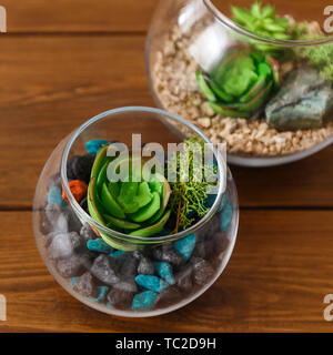 Florarium Glas Vasen mit Pflanzen Stockfoto
