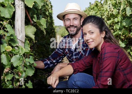 Paar Ernte Weintrauben in einem Weinberg Stockfoto