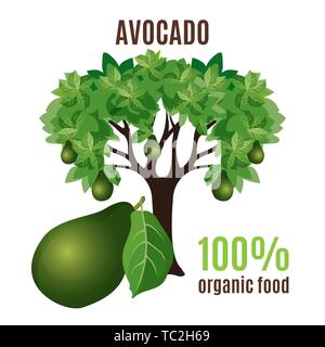 Avocado Baum mit Früchten unten, 100 Prozent Bio Lebensmittel isoliert Stock Vektor