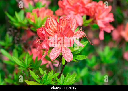 Azaleen blühen nach Regen. Schöne Blumen. - Bild Stockfoto