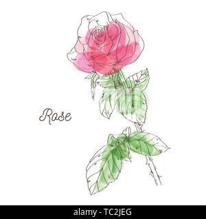 Schöne rosa Rose Abbildung auf weißem Hintergrund Stock Vektor