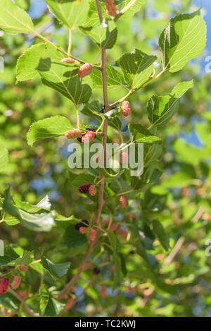 Ripe mulberry Früchte am Baum bereit zu ernten in Texas, USA Stockfoto