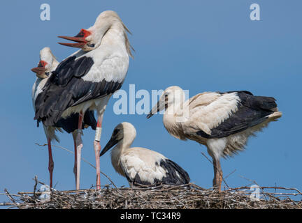 Biebesheim, Deutschland. 05 Juni, 2019. Mit seinen Nachkommen, ein storchenpaar sitzt auf seinem Nest in der Nähe des Rheins. Eine der größten Storch Kolonien im Land Rassen in Ried in Hessen. Credit: Boris Roessler/dpa/Alamy leben Nachrichten Stockfoto