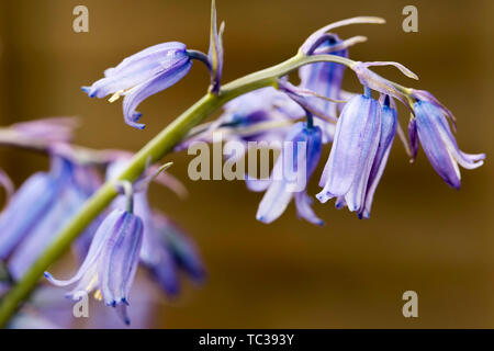 Bluebell Blüte Holz in der Morgendämmerung, Bluebells Blumen, Hyacinthoides non-scripta Feld. Endymion non-skriptingunterbrechung Stockfoto