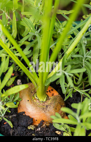 Karotte Gemüse wächst im Garten in der Erde organische Hintergrund Stockfoto