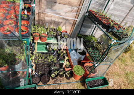 Gewächshaus Interieur mit Pflanzgut in Garten voller Saisonale organisches Gemüse und Früchte Pflanzen. Das Keimen von Kräutern und Blumen Stockfoto