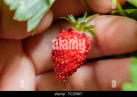 Frische Erdbeeren wachsen auf Stroh in Garten. Hand hält Erdbeere im Freien im Garten im Sommer Stockfoto