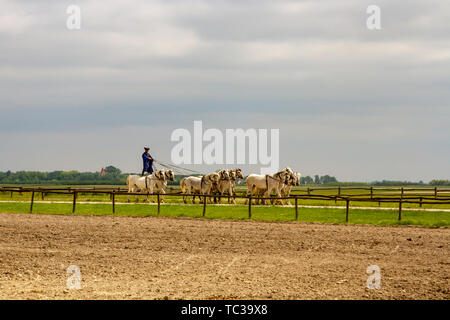 Kalocsa, Puszta, Ungarn - 23. Mai 2019: Ungarische Csikos equestrian Reiter Durchführung von TEN-in-Hand, oder Koch - Zehn, Stunt in Corral. Stockfoto