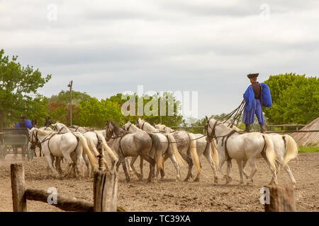 Kalocsa, Puszta, Ungarn - 23. Mai 2019: Ungarische Csikos equestrian Reiter Durchführung von TEN-in-Hand, oder Koch - Zehn, Stunt in Corral. Stockfoto