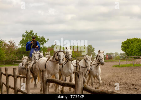 Kalocsa, Puszta, Ungarn - 23. Mai 2019: Ungarische Csikos equestrian Reiter Durchführung von TEN-in-Hand, oder Koch - Zehn, Stunt in Corral. Stockfoto