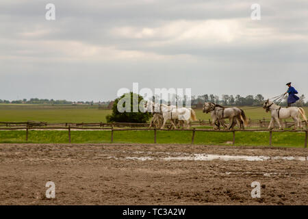 Kalocsa, Puszta, Ungarn - 23. Mai 2019: Ungarische Csikos Reiter anzeigen Reiten Fähigkeiten in der ländlichen Kalocsa, Ungarn corral von zehn durchführen - Stockfoto