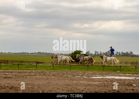 Kalocsa, Puszta, Ungarn - 23. Mai 2019: Ungarische Csikos Reiter anzeigen Reiten Fähigkeiten in der ländlichen Kalocsa, Ungarn corral von zehn durchführen - Stockfoto