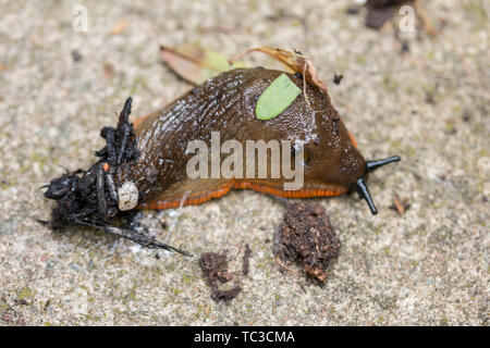 Orange Sorte der großen schwarzen Schnecke Arion ater agg kriechen auf log Cotswolds UK. Nacktschnecken im Haus, Schnecken und Nacktschnecken Stockfoto