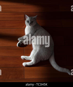 Cat kurz Silber Farbverlauf Stockfoto