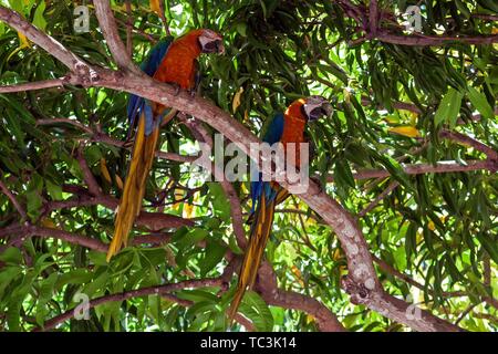 Zwei Aras (Ara macao), Tier Paar sitzt auf einem Zweig in einem Baum, der Provinz Guanacaste, Costa Rica Stockfoto
