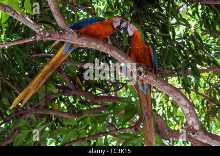 Zwei Aras (Ara macao), Tier Paar sitzt auf einem Zweig in einem Baum und beaking, Provinz Guanacaste, Costa Rica Stockfoto